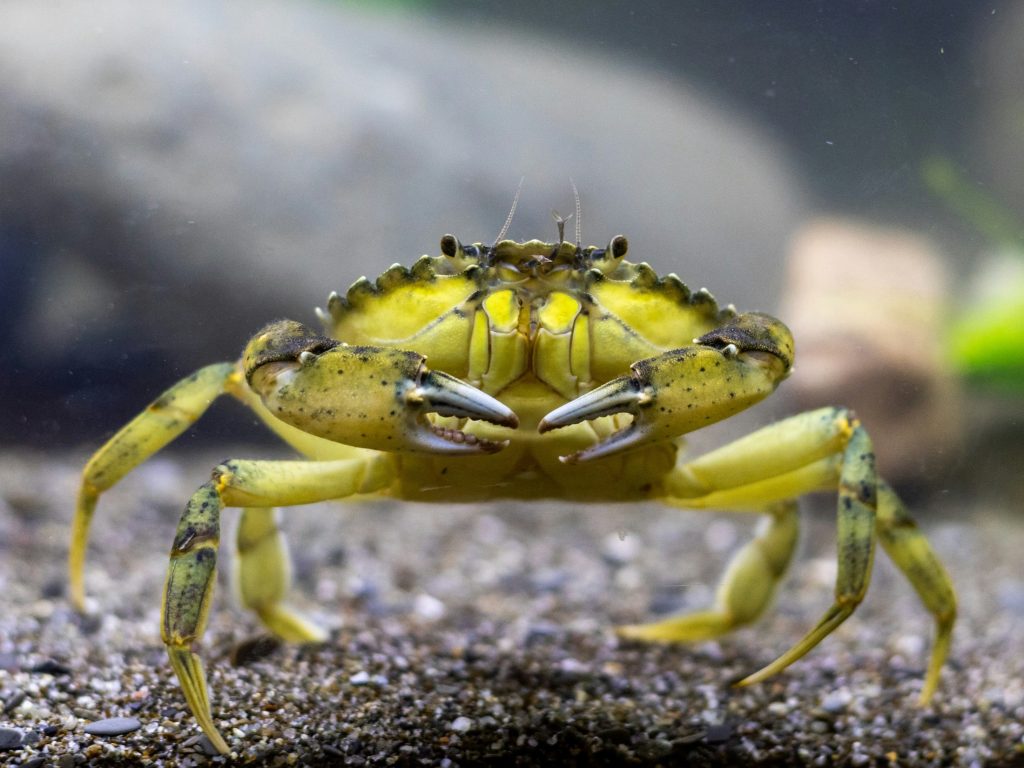 Green crab as NVIDIA NemoClaw AI agents are automating industrial engineering workflows across major enterprise software applications.
